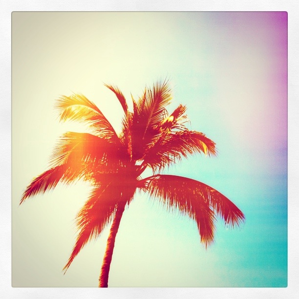 Palmera