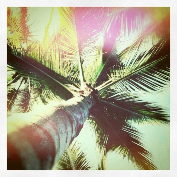 Las Palmeras