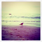 Free