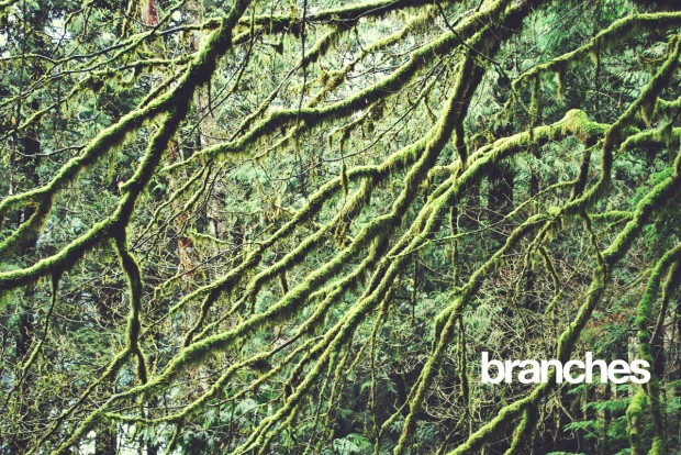 branches